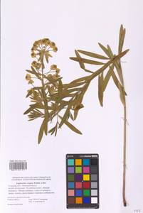 Euphorbia virgata Waldst. & Kit., Eastern Europe, Central region (E4) (Russia)