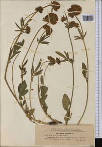Anthyllis vulneraria subsp. polyphylla (DC.)Nyman, p.p., Western Europe (EUR) (Romania)