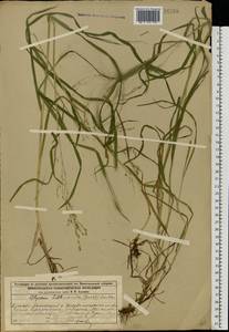 Glyceria lithuanica (Gorski) Gorski, Eastern Europe, Volga-Kama region (E7) (Russia)