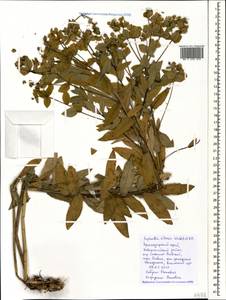 Euphorbia illirica Lam., Caucasus, Black Sea Shore (from Novorossiysk to Adler) (K3) (Russia)