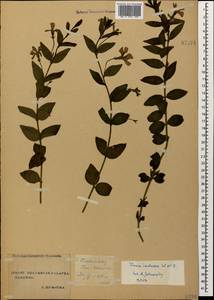 Vinca herbacea Waldst. & Kit., Caucasus, Stavropol Krai, Karachay-Cherkessia & Kabardino-Balkaria (K1b) (Russia)