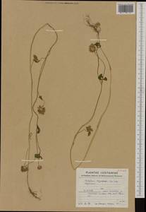 Trifolium nigrescens Viv., Western Europe (EUR) (Portugal)