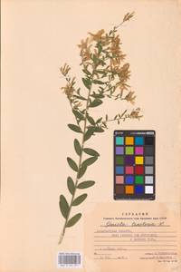 Genista tinctoria L., Eastern Europe, West Ukrainian region (E13) (Ukraine)