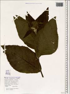 Inula magnifica Lipsky, Caucasus, Stavropol Krai, Karachay-Cherkessia & Kabardino-Balkaria (K1b) (Russia)
