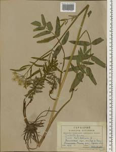Sium latifolium L., Eastern Europe, Central forest region (E5) (Russia)