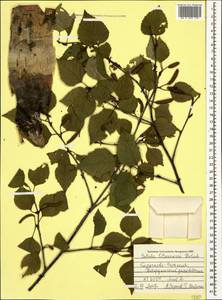 Betula pubescens var. litwinowii (Doluch.) Ashburner & McAll., Caucasus, Stavropol Krai, Karachay-Cherkessia & Kabardino-Balkaria (K1b) (Russia)