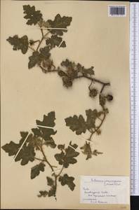 Solanum angustifolium Houst. ex Mill., America (AMER) (Cuba)