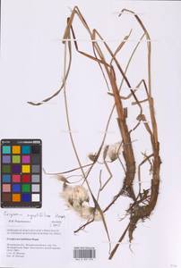 Eriophorum angustifolium Honck., Eastern Europe, Moscow region (E4a) (Russia)