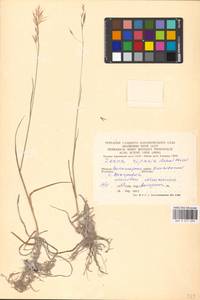 Bromus riparius Rehmann, Eastern Europe, Lower Volga region (E9) (Russia)