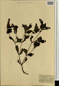 Acanthospermum hispidum DC., Africa (AFR) (Guinea)