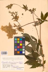 Filipendula ulmaria (L.) Maxim., Eastern Europe, Western region (E3) (Russia)