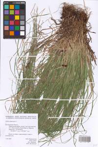 Carex canescens L., Eastern Europe, Central forest-and-steppe region (E6) (Russia)