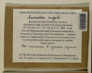 Anomodontopsis rugelii (Müll. Hal.) Ignatov & Fedosov, Bryophytes, Bryophytes - Russian Far East (excl. Chukotka & Kamchatka) (B20) (Russia)