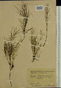 Equisetum arvense L., Eastern Europe, Middle Volga region (E8) (Russia)