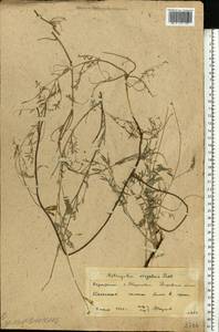 Astragalus varius, Eastern Europe, Rostov Oblast (E12a) (Russia)