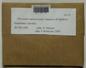 Dicranum septentrionale Tubanova & Ignatova, Bryophytes, Bryophytes - Chukotka & Kamchatka (B21) (Russia)