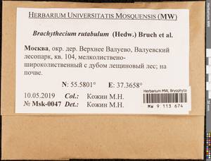 Brachythecium rutabulum (Hedw.) Schimp., Bryophytes, Bryophytes - Moscow City & Moscow Oblast (B6a) (Russia)