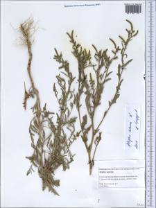 Atriplex tatarica L., Middle Asia, Caspian Ustyurt & Northern Aralia (M8) (Kazakhstan)