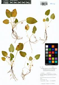 Viola alexandrowiana (W. Becker) Juz., Siberia, Baikal & Transbaikal region (S4) (Russia)