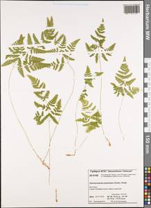 Gymnocarpium jessoense, Siberia, Central Siberia (S3) (Russia)