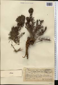 Bungea vesiculifera (Herd.) Pavl. & Lipsch., Middle Asia, Western Tian Shan & Karatau (M3) (Kazakhstan)