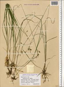 Carex magellanica subsp. irrigua (Wahlenb.) Hiitonen, Eastern Europe, Northern region (E1) (Russia)