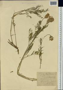 Astragalus onobrychis L., Siberia, Western (Kazakhstan) Altai Mountains (S2a) (Kazakhstan)