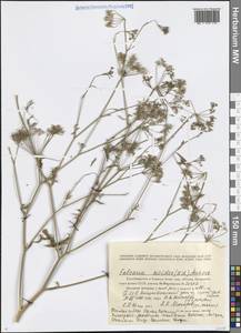 Falcaria vulgaris Bernh., Caucasus, Georgia (K4) (Georgia)