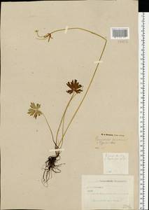 Ranunculus auricomus L., Eastern Europe, North-Western region (E2) (Russia)