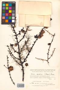 Larix gmelinii (Rupr.) Kuzen., Siberia, Russian Far East (S6) (Russia)