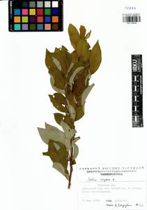 Salix caprea L., Siberia, Baikal & Transbaikal region (S4) (Russia)