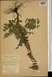 Cirsium obvallatum (M.Bieb.) M.Bieb., Caucasus, Stavropol Krai, Karachay-Cherkessia & Kabardino-Balkaria (K1b) (Russia)