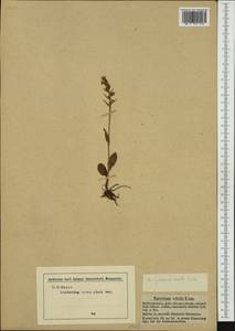 Dactylorhiza viridis (L.) R.M.Bateman, Pridgeon & M.W.Chase, Western Europe (EUR) (Germany)