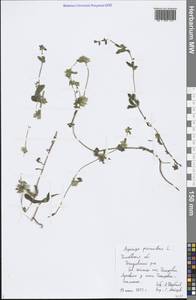 Asperugo procumbens L., Eastern Europe, Central forest-and-steppe region (E6) (Russia)
