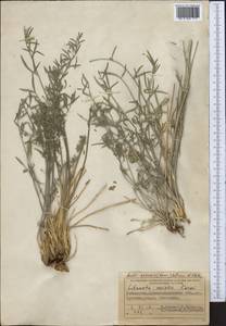 Libanotis nevskii Korov., Middle Asia, Pamir & Pamiro-Alai (M2) (Uzbekistan)