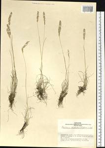 Koeleria pyramidata (Lam.) P.Beauv., Siberia, Altai & Sayany Mountains (S2) (Russia)