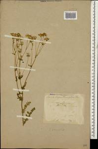 Senecio vernalis Waldst. & Kit., Caucasus, Turkish Caucasus (NE Turkey) (K7) (Turkey)