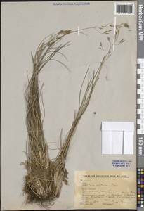 Festuca altaica Trin., Siberia, Central Siberia (S3) (Russia)