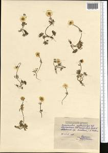 Ranunculus rubrocalyx Regel ex Kom., Middle Asia, Pamir & Pamiro-Alai (M2) (Tajikistan)