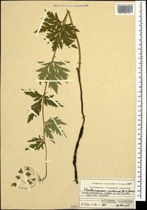 Eleutherospermum cicutarium (M. Bieb.) Boiss., Caucasus, North Ossetia, Ingushetia & Chechnya (K1c) (Russia)