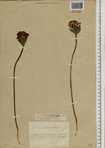 Anemonastrum narcissiflorum subsp. crinitum (Juz.) Raus, Siberia, Altai & Sayany Mountains (S2) (Russia)