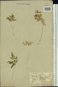 Cystopteris montana (Lam.) Desv., Eastern Europe, Northern region (E1) (Russia)