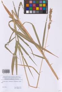 Phalaris arundinacea L., Eastern Europe, Moscow region (E4a) (Russia)