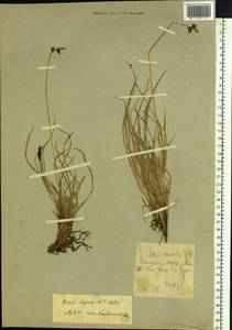 Carex bigelowii subsp. lugens (Holm) T.V.Egorova, Siberia, Chukotka & Kamchatka (S7) (Russia)