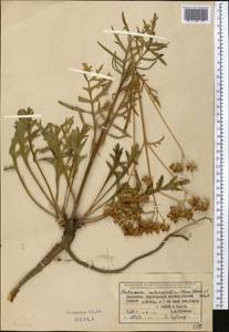 Patrinia intermedia (Hornem.) Roem. & Schult., Middle Asia, Dzungarian Alatau & Tarbagatai (M5) (Kazakhstan)