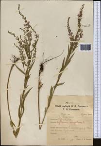 Lythrum virgatum L., Middle Asia, Northern & Central Kazakhstan (M10) (Kazakhstan)