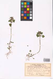 Lamium purpureum L., Eastern Europe, Moscow region (E4a) (Russia)