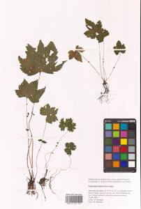 Filipendula glaberrima (Nakai) Nakai, Siberia, Russian Far East (S6) (Russia)