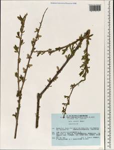 Salix pierotii Miq., South Asia, South Asia (Asia outside ex-Soviet states and Mongolia) (ASIA) (Japan)