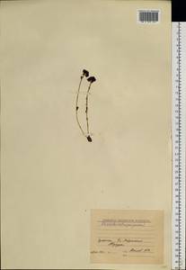 Rhodiola integrifolia subsp. integrifolia, Siberia, Chukotka & Kamchatka (S7) (Russia)